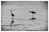Great Blue Herons-9