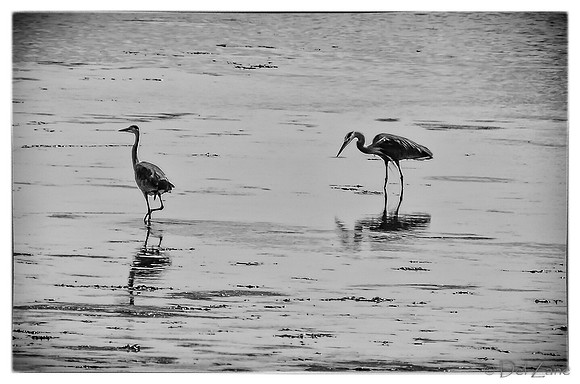 Great Blue Herons-9
