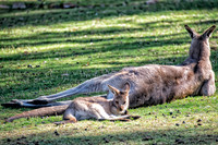 Bonorong Animals--3