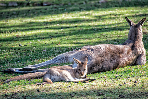 Bonorong Animals--3