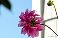 09-17 Cannas and Dahlias-20