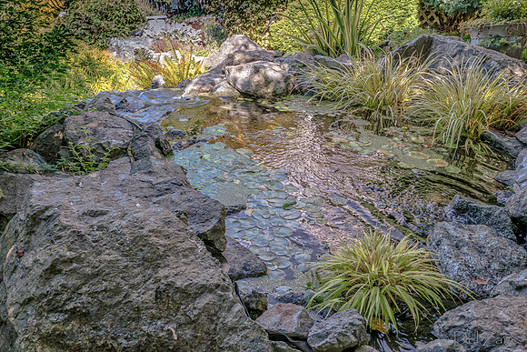 08-17 Shadra Garden 2015 TIFFs--18