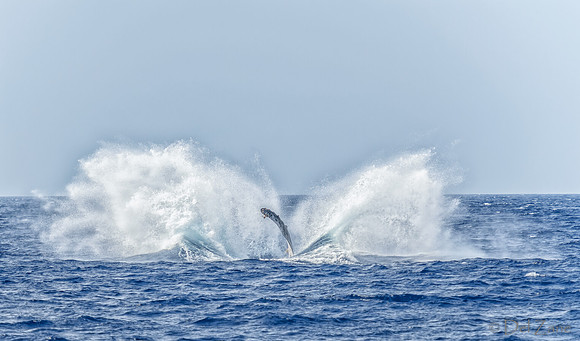 01-28 Whales TIFFS--29