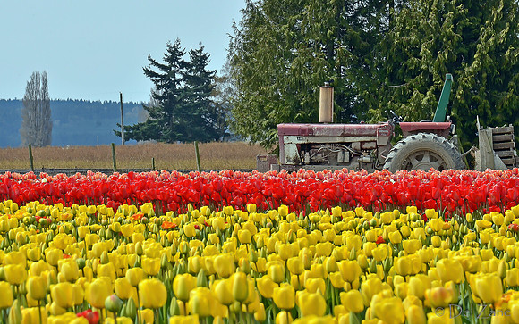 04-02 Tulip Town Redux TIFFs-2-38