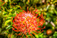 01-23 Kula Botanical Gardens TIFFs--12