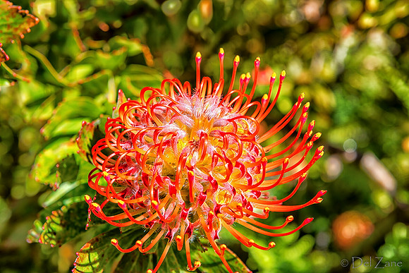 01-23 Kula Botanical Gardens TIFFs--12