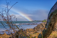 01-25 Maui Rainbow Tiffs--2