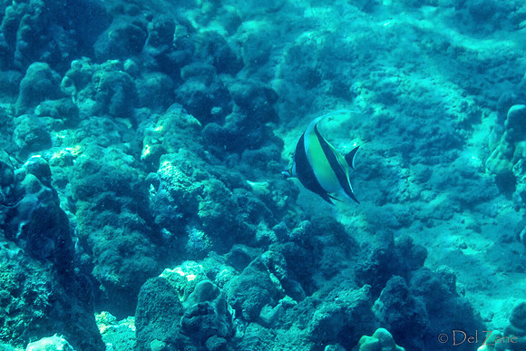 01-18 Makena Underwater TIFFs--7