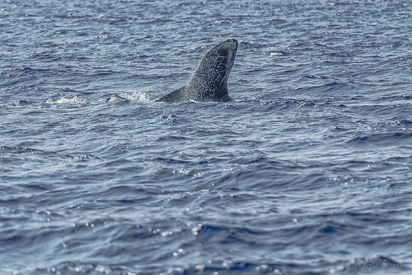 01-28 Whales TIFFS--45