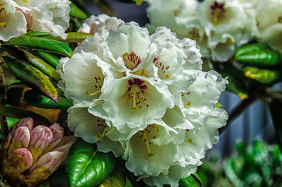 Early Spring Blooms-23