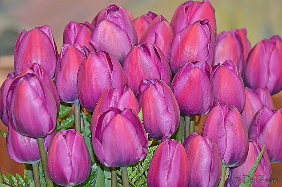 04-02 Tulip Town Redux TIFFs-2-11