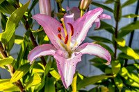 07-21 Lillies TIFFs--8