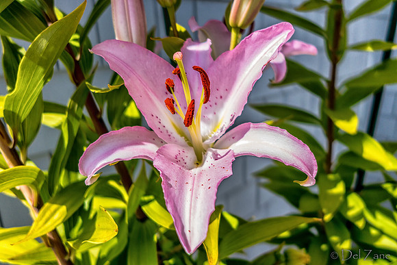 07-21 Lillies TIFFs--8