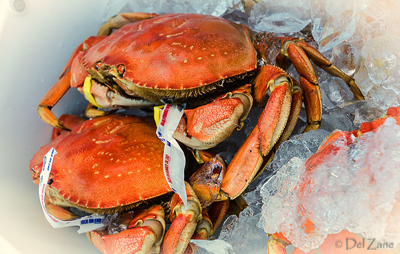 Memorial Day 2012, Farmers Market-51