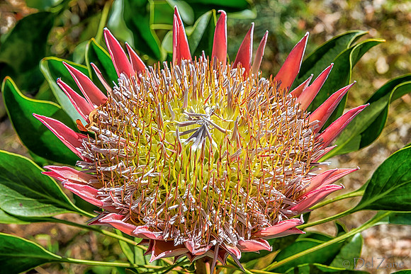 01-23 Kula Botanical Gardens TIFFs--26