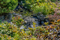 09-12 Shadra's Fall Garden Stroll--6
