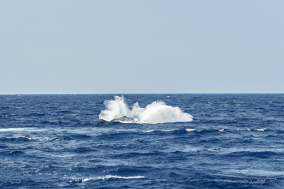 01-28 Whales TIFFS--15