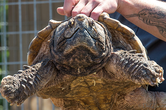 07-20 Misc Animals_reptiles--2