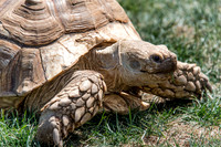 07-20 Misc Animals_reptiles--4
