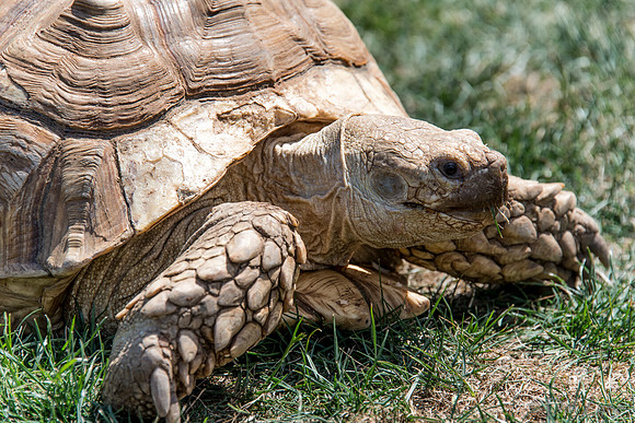 07-20 Misc Animals_reptiles--4