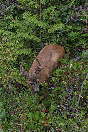 07-20 Critters--3