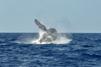 01-28 Whales TIFFS-2-4