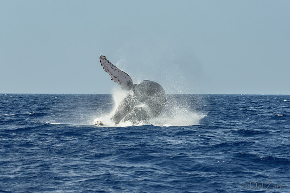 01-28 Whales TIFFS-2-4