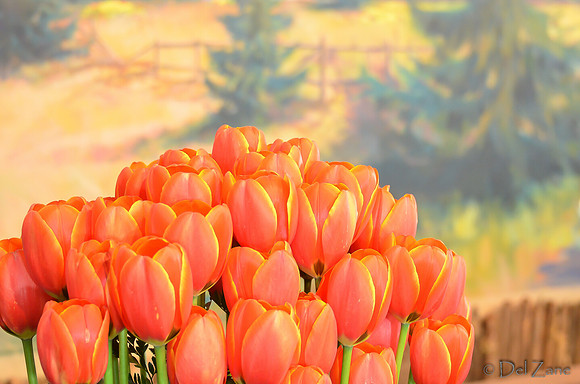 04-02 Tulip Town Redux TIFFs-2-14