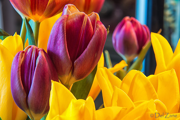 04-28 Macro 36mm 28-300mm D600 Flowers--23