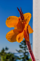 09-17 Cannas and Dahlias-1