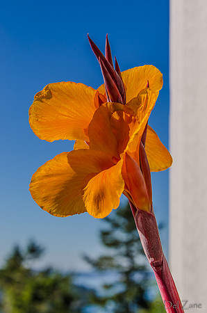 09-17 Cannas and Dahlias-1