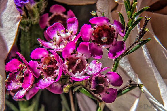 05-03 Macro All 28-300mm D600 Bouquet--22