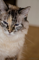Cats on Parade-9