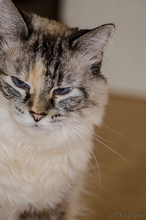 Cats on Parade-9