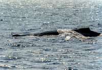 01-28 Whales TIFFS-