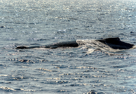 01-28 Whales TIFFS-