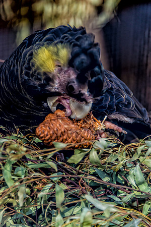 Bonorong Animals--19