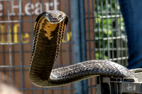 07-20 Snakes--20