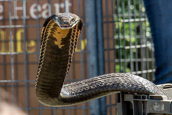 07-20 Snakes--20