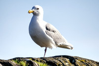 03-24 HamBone Seagull-6