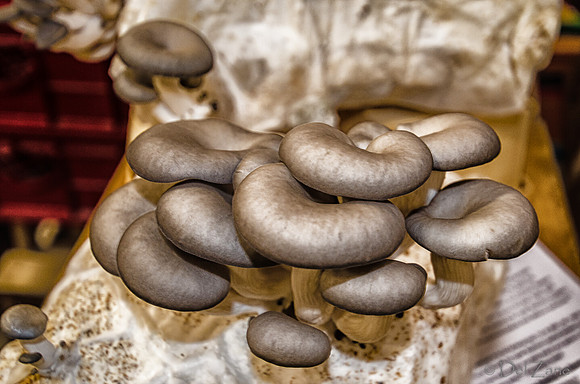 11-17 Indoor Farmers Market-210