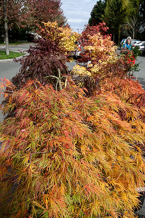 10-05 Farmers' Market--147