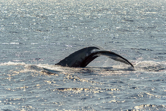 01-28 Whales TIFFS--3