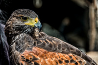 07-20 Hawk-