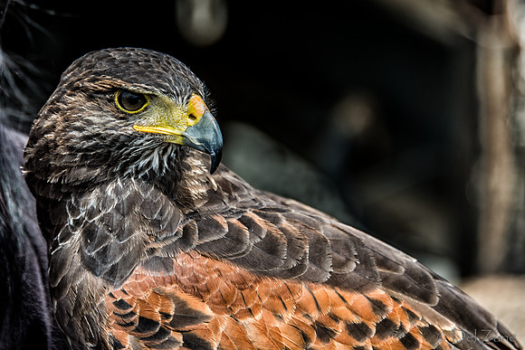 07-20 Hawk-