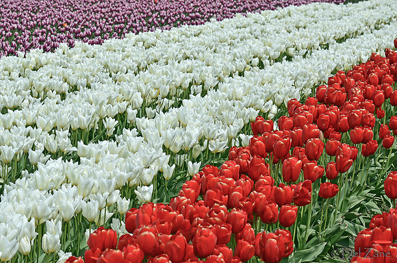 04-02 Tulip Town Redux TIFFs-2-22