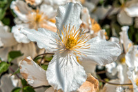 05-03 Clematis TIFFs--5