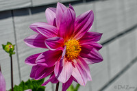 07-13 Dahlias Etc-