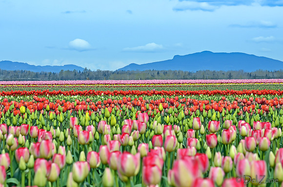 04-02 Tulip Town Redux TIFFs-2-34
