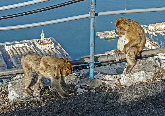 Gibraltar-2-8